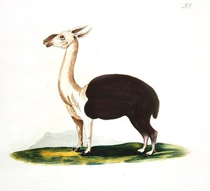 Perun guanako, n. 1810 (akvarelli paperille) tekijältä English School