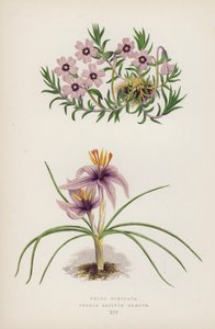 Phlox Subulata; Crocus sativus Greecus (väri litho) tekijältä English School