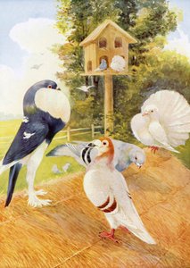 Kyyhkyset (värilitografia) tekijältä English School