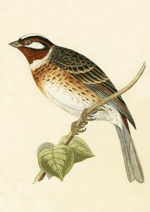 Pine Bunting, kuvitus Charles Robert Breen (1811-86) teoksesta "A History of the Birds of the Birds of the British Islands", julkaistu 1867 tekijältä English School