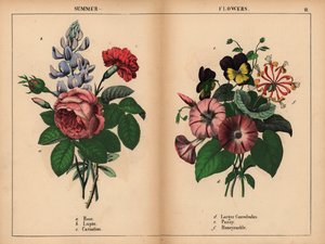Vaaleanpunainen kaaliruusu, sininen lupiini, tulipunainen neilikka, purppura isompi konvolutti, violetti ja keltainen orvokki sekä vaaleanpunainen ja oranssi kuusama.  , julkaisusta "The Instructive Picturebook, or Lessons from the Vegetable World", [Charl tekijältä English School
