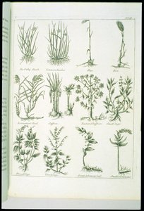 Plants from Culpepers English Physician and Complete Herbal, julkaistu 1790 tekijältä English School