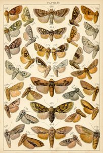 Lautas maamme perhosista ja perhosista (chromolitho) tekijältä English School