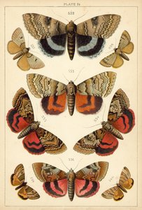 Lautas maamme perhosista ja perhosista (chromolitho) tekijältä English School