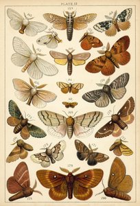 Lautas maamme perhosista ja perhosista (chromolitho) tekijältä English School