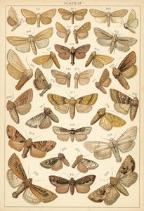 Lautas maamme perhosista ja perhosista (chromolitho) tekijältä English School