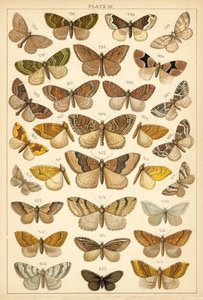 Lautas maamme perhosista ja perhosista (chromolitho) tekijältä English School