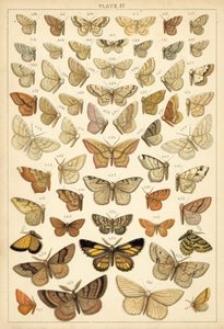 Lautas maamme perhosista ja perhosista (chromolitho) tekijältä English School