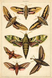 Lautas maamme perhosista ja perhosista (chromolitho) tekijältä English School