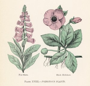 Myrkylliset kasvit (väri litho) tekijältä English School