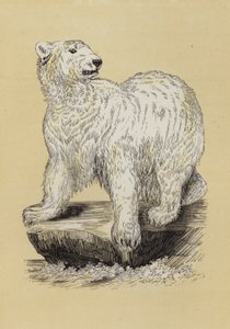 Jääkarhu (väri litho) tekijältä English School