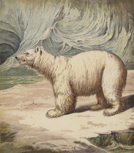 Jääkarhu (väri litho) tekijältä English School