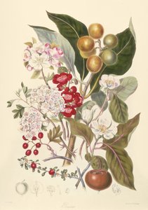 Pomaceae, omenaheimo tekijältä English School