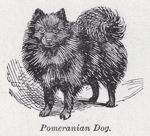 Pomeranian koira (litho) tekijältä English School