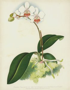 Portes-lajike väliperhoskasvista, Phalaenopsis Intermedia, var Portei tekijältä English School