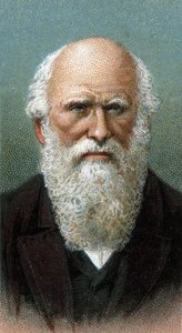 Charles Robert Darwinin (1809-1882) muotokuva - Sarjasta "" Miesten johtajat"" - Kromolitografia - Englantilainen koulu, 1900-luku - tekijältä English School