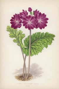 Primula Cortusoides Amoena (väri litho) tekijältä English School