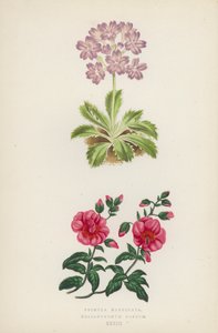 Primula Marginata; Helianthemum Roseum (väri litho) tekijältä English School