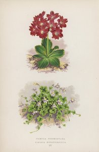 Primula Pedemontana; Linaria Hepaticaefolia (väri lit.) tekijältä English School