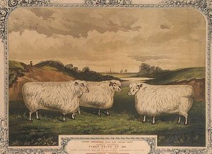 Palkinto Cotswold-lammas, jota ruokitaan Thorleyn mausteella maustetulla ruoalla, Lontoon Smithfield-klubin lihavien karjanäyttelyn kunniaksi, kaiverrus M. Gauci (fl.1810-46) n.1840 (litho) tekijältä English School