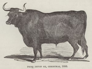 Palkinto Devon ox, joulu tekijältä English School