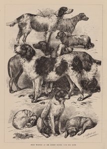 Viimeisimmän Kennelliiton koiranäyttelyn voittajat (kaiverrus) tekijältä English School