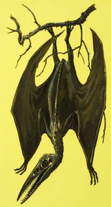 Pterodactylus tekijältä English School