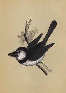 Puff Bird (väri litho) tekijältä English School