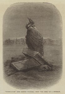 "Puhdistus" (The Griffon Vulture), J Micheletin "The Bird" -kappaleesta (kaiverrus) tekijältä English School