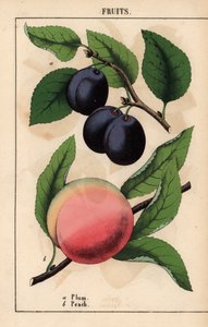 Purppuranmustat luumut ja vaaleanpunainen persikka   , julkaisusta "The Instructive Picturebook, or Lessons from the Vegetable World", [Charlotte Mary Yonge], Edinburgh tekijältä English School
