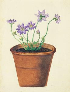 Purppuraisia kukkia terrakottaruukussa, n.1825 (wc paperilla)