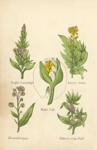 Violetti irtosife, keripukkiruoho, lumpeet, koirankivi, muurin petitory (väri litho) tekijältä English School