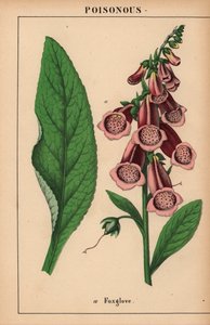 Violetti kettukäsine  , julkaisusta "The Instructive Picturebook, or Lessons from the Vegetable World", [Charlotte Mary Yonge], Edinburgh tekijältä English School