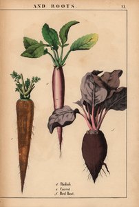 Retiisi, porkkana ja punajuuri.  , julkaisusta "The Instructive Picturebook, or Lessons from the Vegetable World", [Charlotte Mary Yonge], Edinburgh tekijältä English School