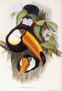 Ramphastos Toco tekijältä English School