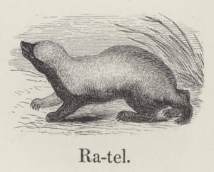 Ratel (kaiverrus) tekijältä English School