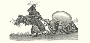 Rotat kantavat munan kotiin (kaiverrus) tekijältä English School