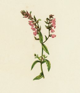 Punainen Bartsia, Bartsia odontites (värilitografia) tekijältä English School
