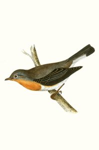 Punainen kärpässieppo, kuvitus Charles Robert Breen (1811-86) teoksesta "A History of the Birds of the Birds of the British Islands" (1811-86), julkaistu 1867
