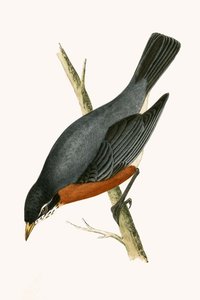 Red Breasted Thrush, kuvitus Charles Robert Breen (1811-86) teoksesta "A History of the Birds of the Birds of the British Islands", julkaistu 1867 tekijältä English School