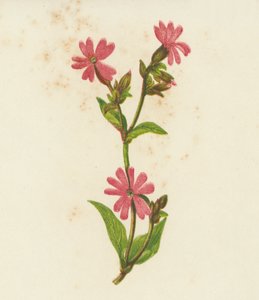 Punainen leimulehti, Lychnis Dioica (värilitro) tekijältä English School