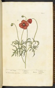 Red Poppy, levy 2 Elizabeth Blackwellin teoksesta A Curious Herbal... tekijältä English School