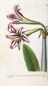 Punavalkoraidallinen lilja, 1799-1810 tekijältä English School