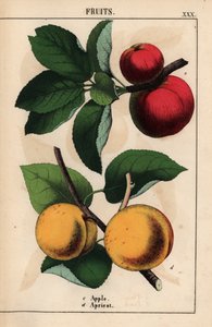 Punaiset omenat ja aprikoosit   , julkaisusta "The Instructive Picturebook, or Lessons from the Vegetable World", [Charlotte Mary Yonge], Edinburgh tekijältä English School