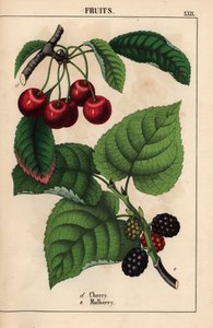 Punaiset kirsikat ja mulperihedelmät   , julkaisusta "The Instructive Picturebook, or Lessons from the Vegetable World", [Charlotte Mary Yonge], Edinburgh tekijältä English School