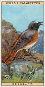 Redstart tekijältä English School