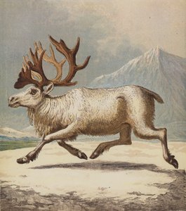 Poro (väri litho) tekijältä English School