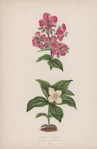 Rhexia Virginica; Cornus Canadensis (väri litografia) tekijältä English School