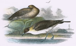 Richardsonin Skua