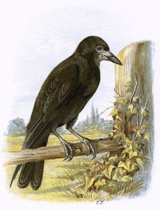 Rook tekijältä English School